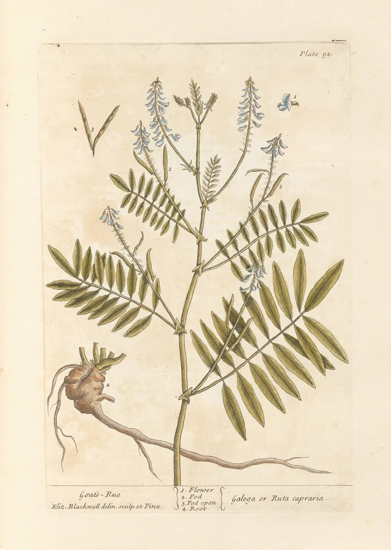 Goats Rue Wall Art by Elizabeth Blackwell - High-Resolution Digital Print