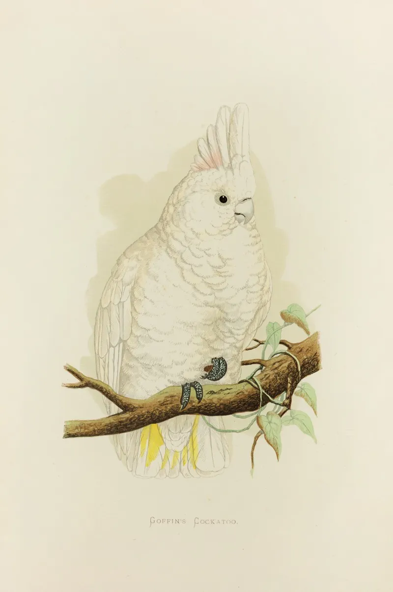 Goffins Cockatoo Wall Art by Alexander Francis Lydon - High-Resolution Digital Print