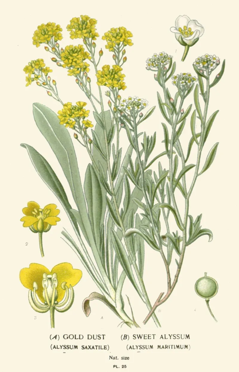 Gold Dust Sweet Alyssum Wall Art by Edward Step - High-Resolution Digital Print