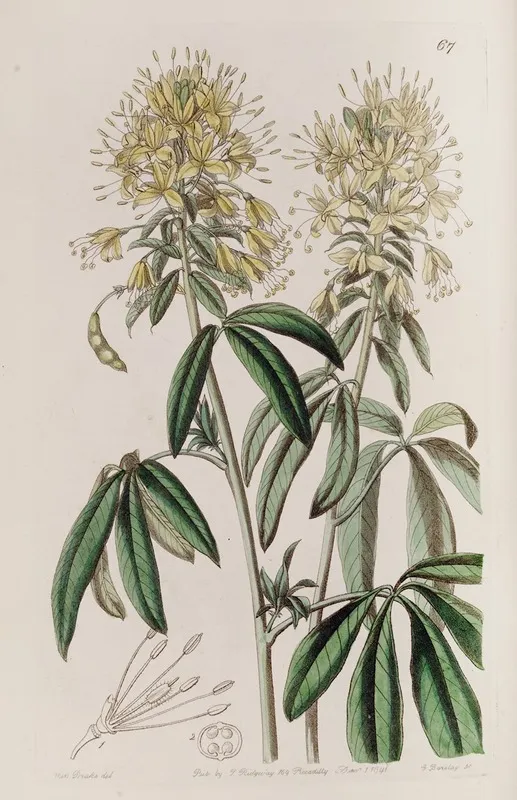 Golden Cleome Wall Art by Sydenham Edwards - High-Resolution Digital Print