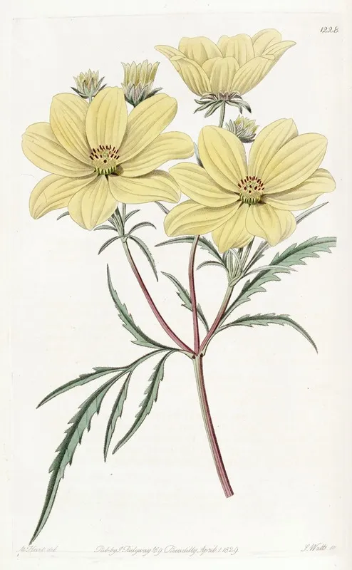 Golden Coreopsis Wall Art by Sydenham Edwards - High-Resolution Digital Print