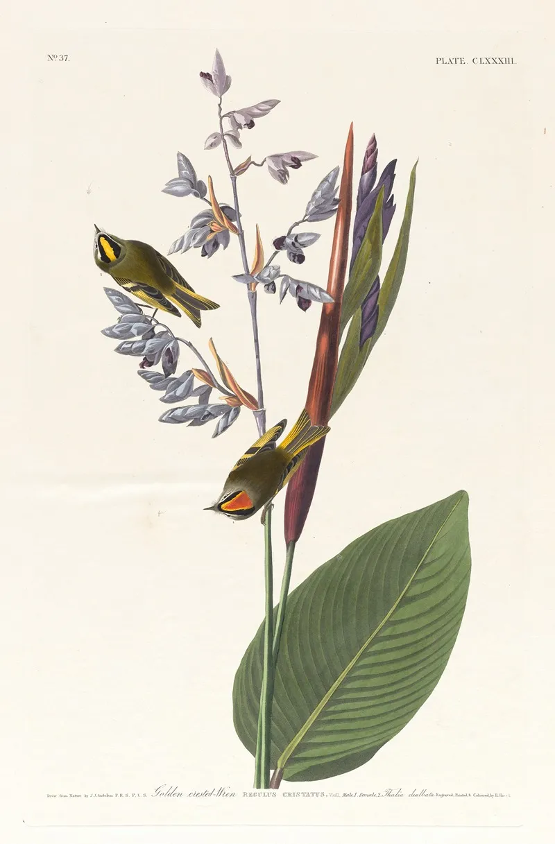 Golden Crested Wren Wall Art by John James Audubon - High-Resolution Digital Print