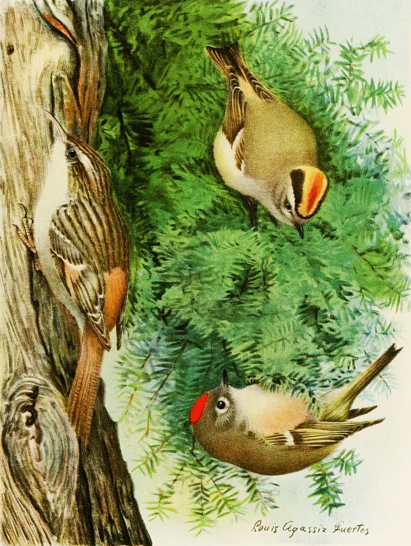Golden Crowned Kinglet Ruby Crowned Kinglet Brown Creeper Wall Art by Louis Agassiz Fuertes - High-Resolution Digital Print