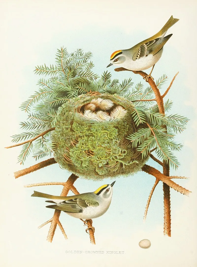 Golden Crowned Kinglet Wall Art by Edwin L. Sheppard - High-Resolution Digital Print