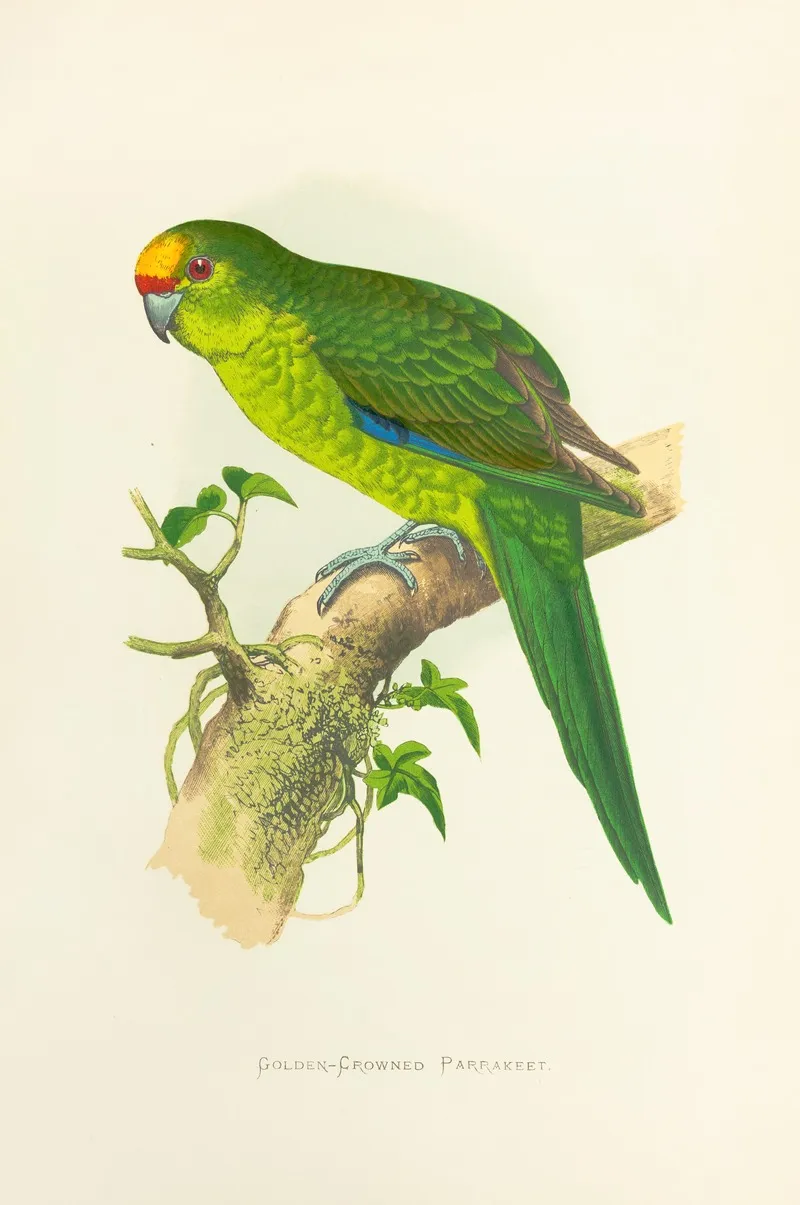 Golden Crowned Parrakeet Of New Zealand Wall Art by Alexander Francis Lydon - High-Resolution Digital Print