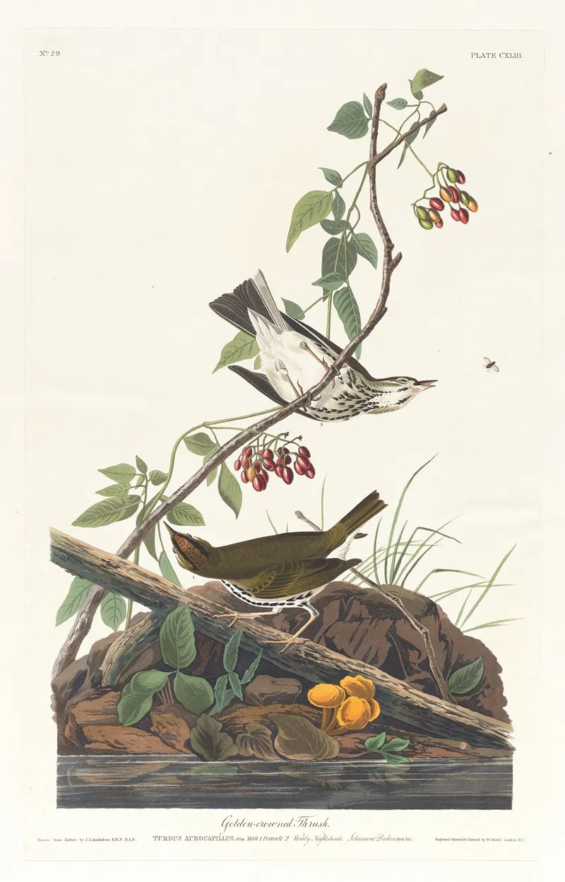 Golden Crowned Thrush Wall Art by John James Audubon - High-Resolution Digital Print