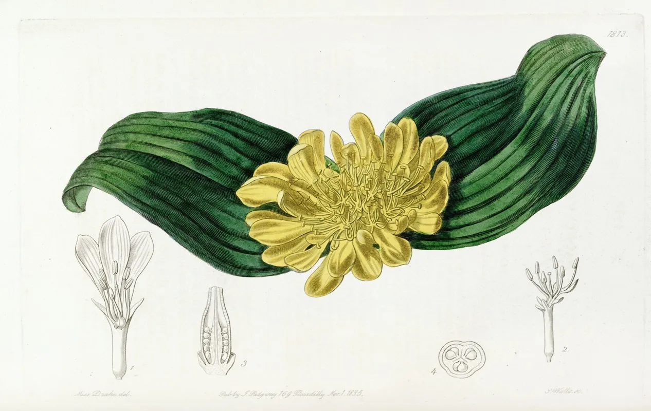 Golden Daubenya Wall Art by Sydenham Edwards - High-Resolution Digital Print