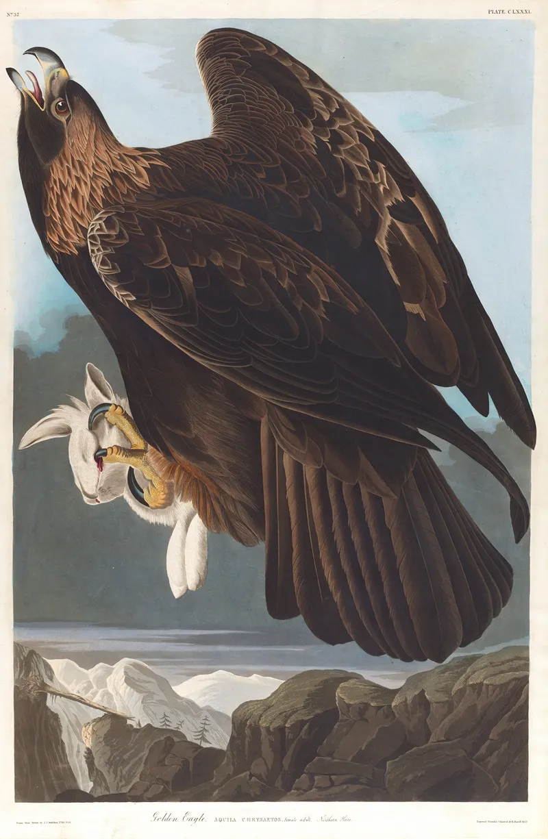 Golden Eagle 4 Wall Art by John James Audubon - High-Resolution Digital Print