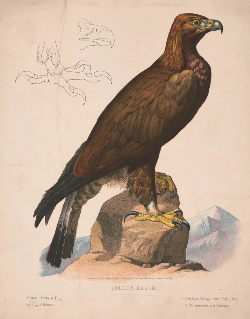 Golden Eagle 6