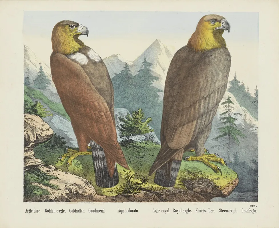 Golden Eagle 7 Wall Art by Joseph Scholz - High-Resolution Digital Print