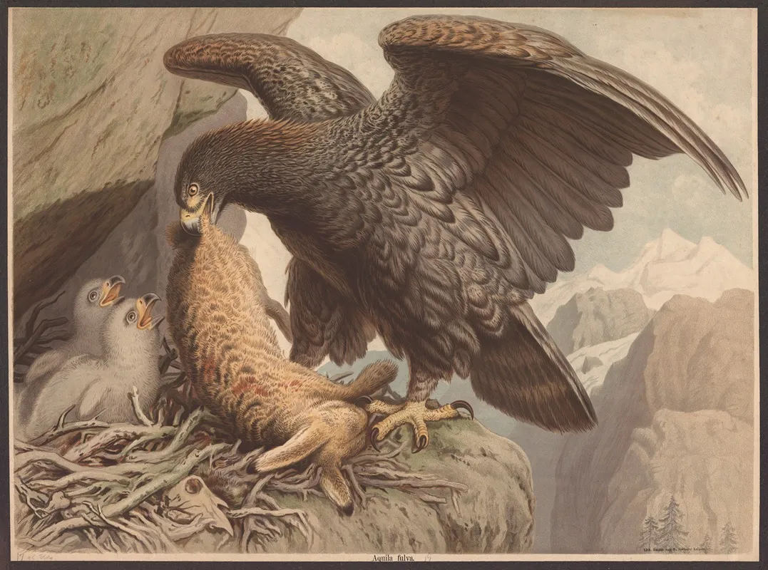 Golden Eagle 9 Wall Art by H. Springer - High-Resolution Digital Print