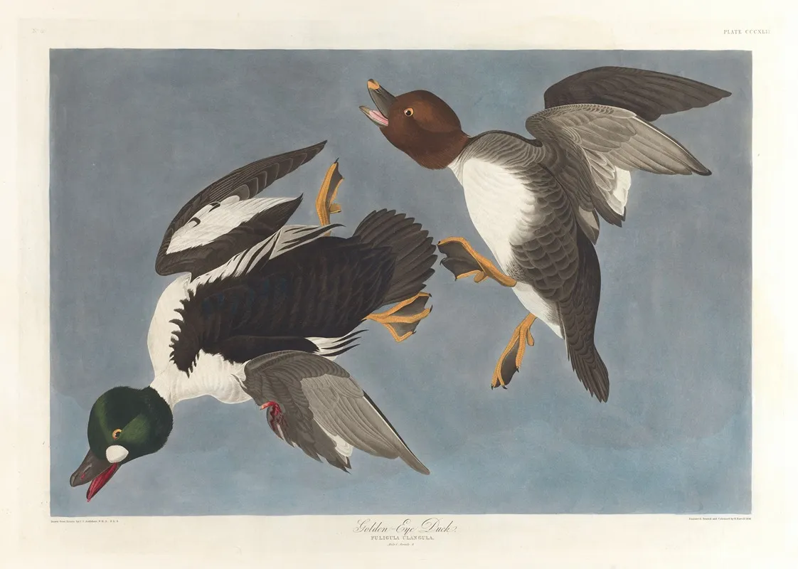 Golden Eye Duck Fuligula Clangula Wall Art by John James Audubon - High-Resolution Digital Print