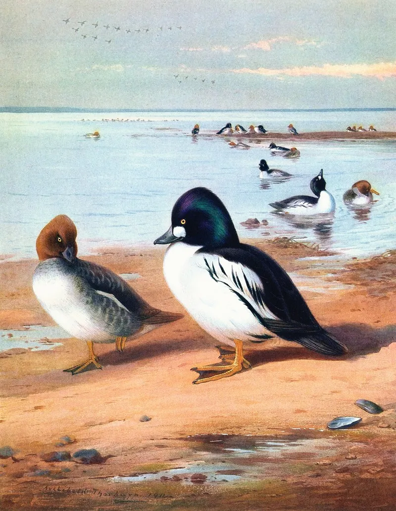 Golden Eye Wall Art by Archibald Thorburn - High-Resolution Digital Print