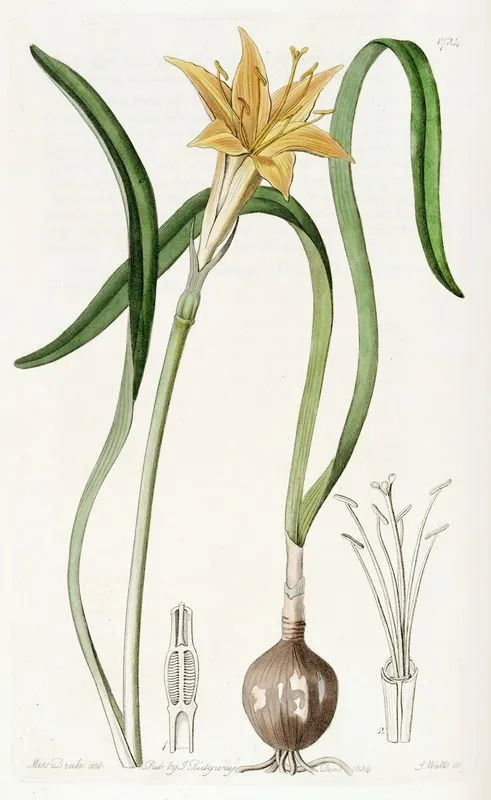 Golden Flame Lily Wall Art by Sydenham Edwards - High-Resolution Digital Print