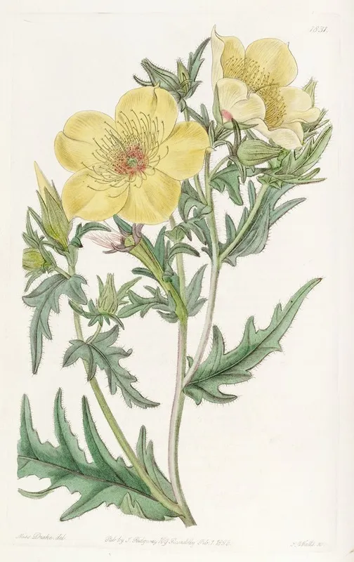 Golden Flowered Bartonia Wall Art by Sydenham Edwards - High-Resolution Digital Print