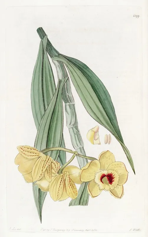 Golden Flowered Dendrobium 2 Wall Art by Sydenham Edwards - High-Resolution Digital Print