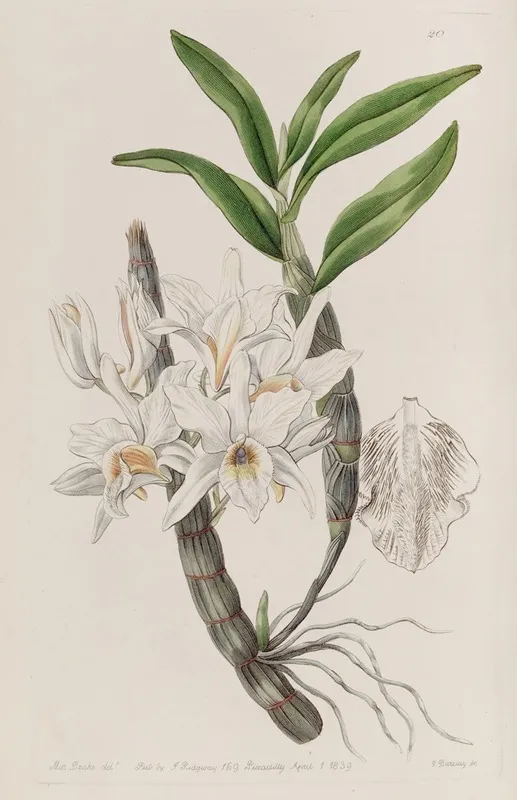 Golden Flowered Dendrobium Wall Art by Sydenham Edwards - High-Resolution Digital Print
