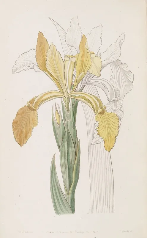 Golden Iris Wall Art by Sydenham Edwards - High-Resolution Digital Print