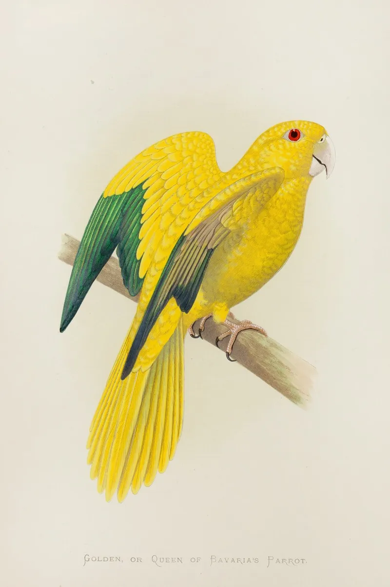 Golden Or Queen Of Bavarias Parrot Wall Art by Alexander Francis Lydon - High-Resolution Digital Print