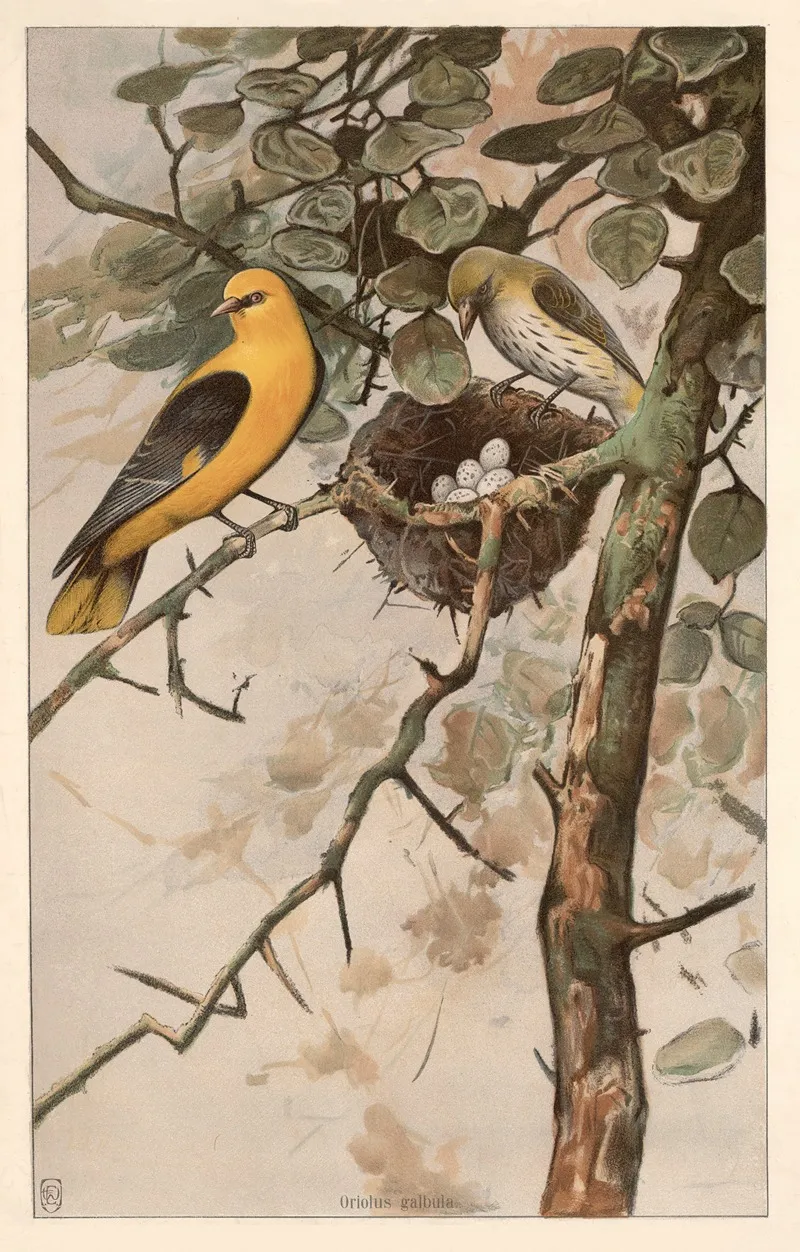 Golden Oriole Oriolus Galbula