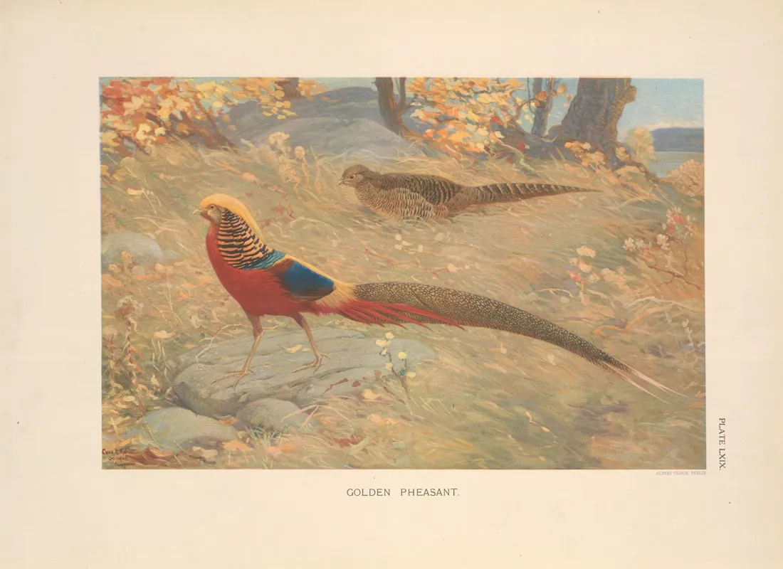 Golden Pheasant Chrysolophus Pictus 2 Wall Art by Charles Robert Knight - High-Resolution Digital Print