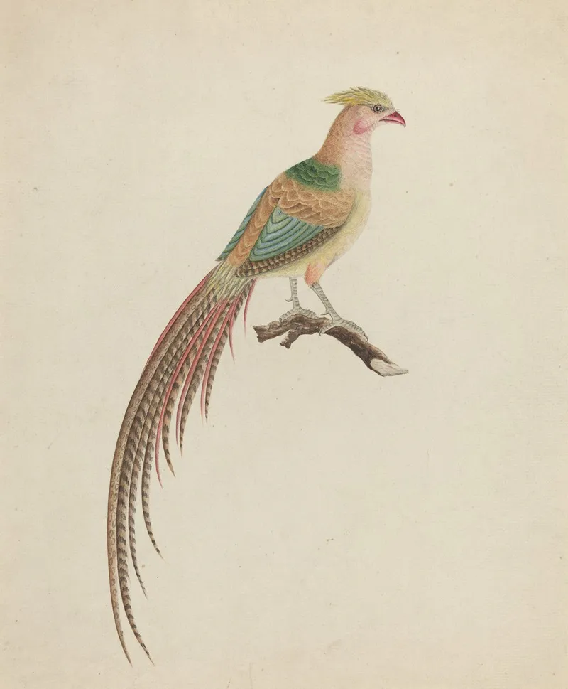 Golden Pheasant Chrysolophus Pictus