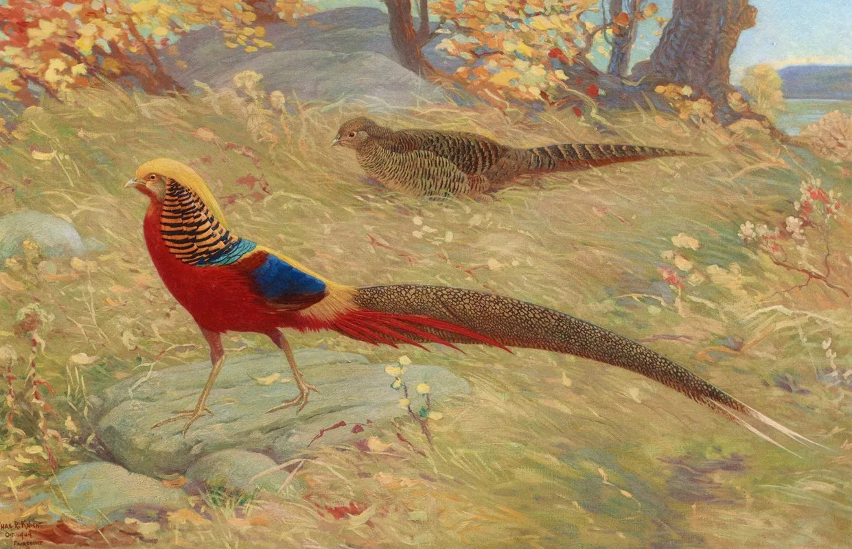Golden Pheasant Wall Art by Charles Robert Knight - High-Resolution Digital Print