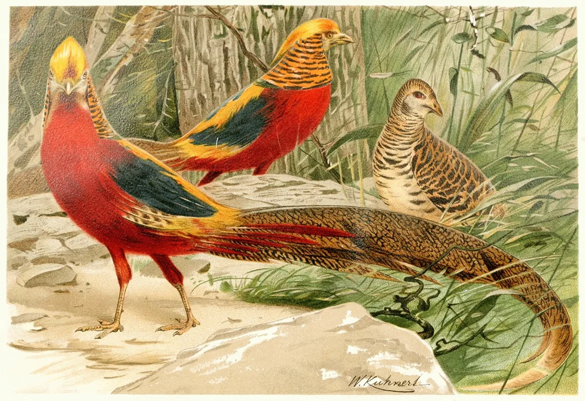 Golden Pheasants Wall Art by Wilhelm Kuhnert - High-Resolution Digital Print