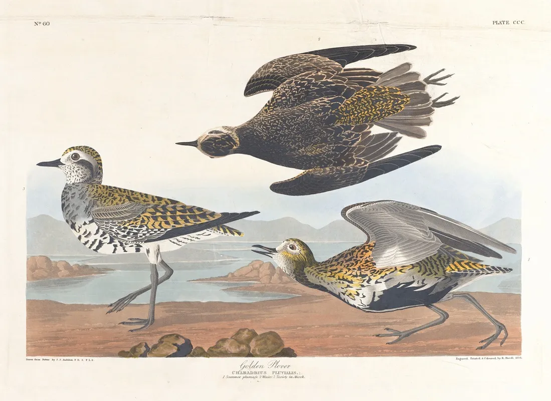 Golden Plover Wall Art by John James Audubon - High-Resolution Digital Print