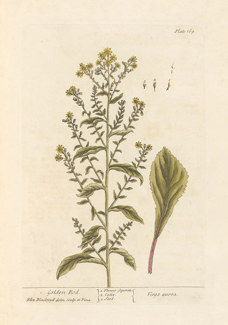 Golden Rod Wall Art by Elizabeth Blackwell - High-Resolution Digital Print
