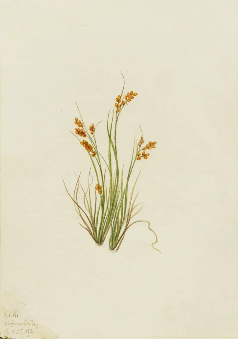 Golden Sedge Carex Aurea 2