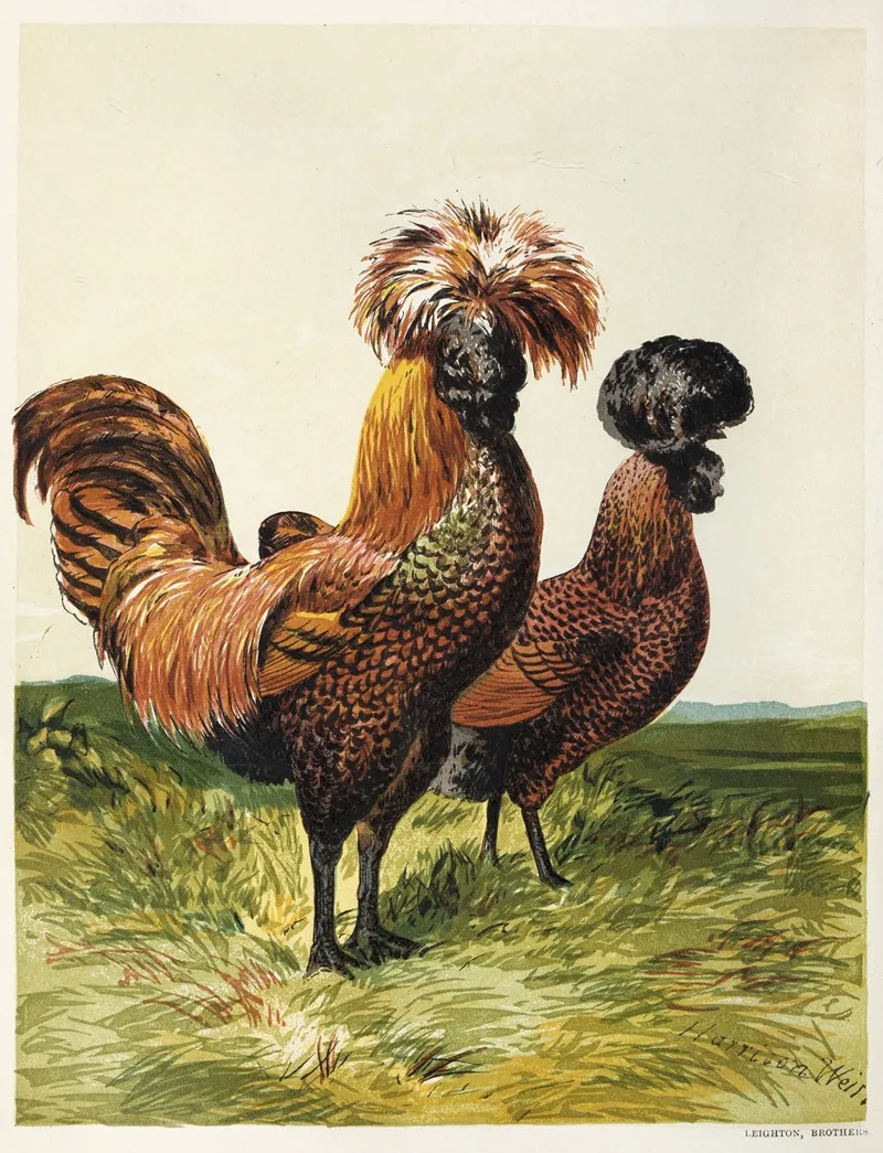Golden Spangled Polish Wall Art by Harrison Weir - High-Resolution Digital Print