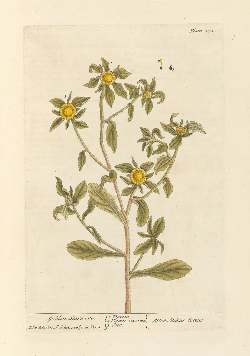 Golden Starwort Wall Art by Elizabeth Blackwell - High-Resolution Digital Print