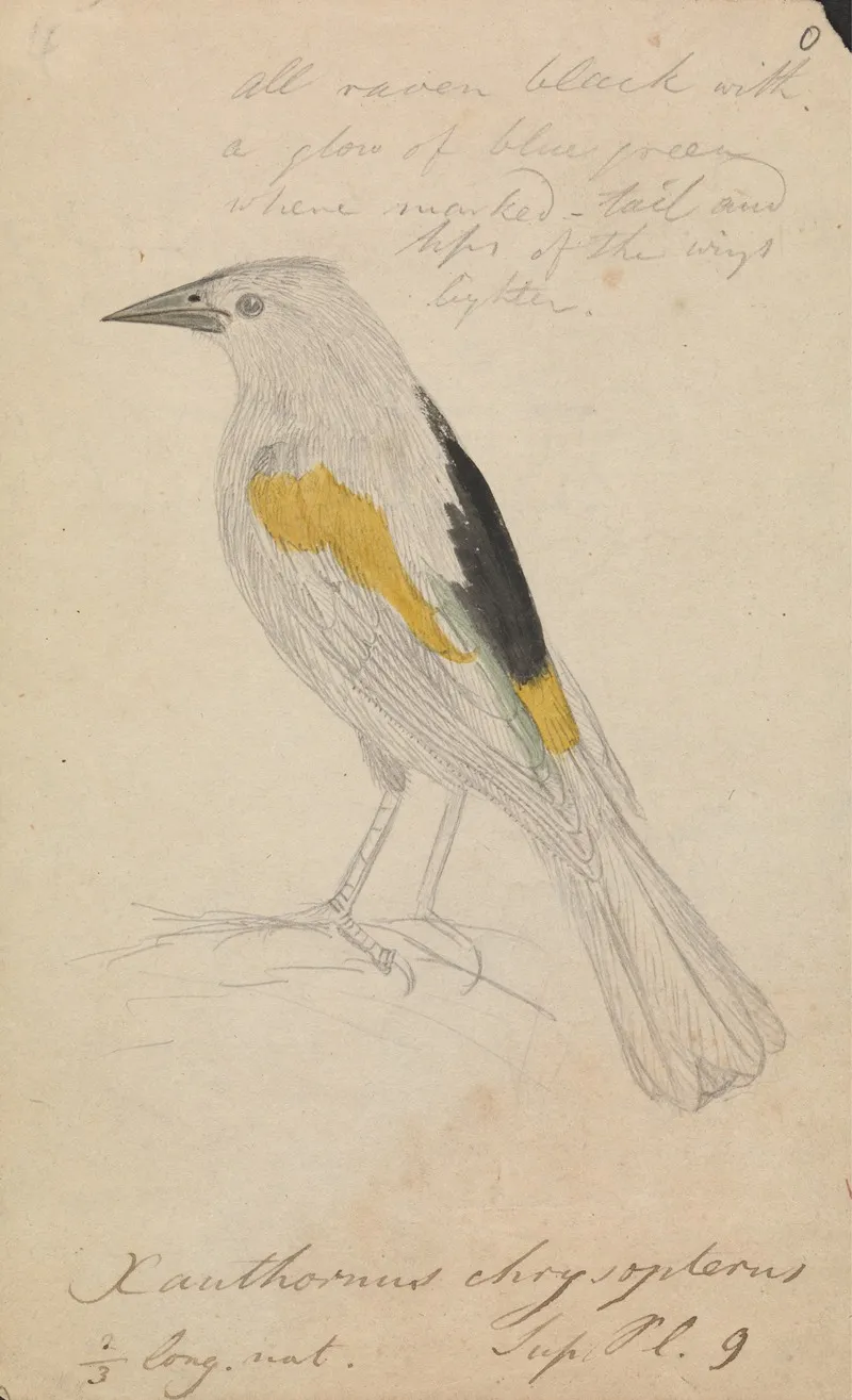 Golden Winged Cacique