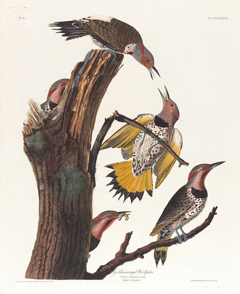 Golden Winged Woodpecker Wall Art by John James Audubon - High-Resolution Digital Print