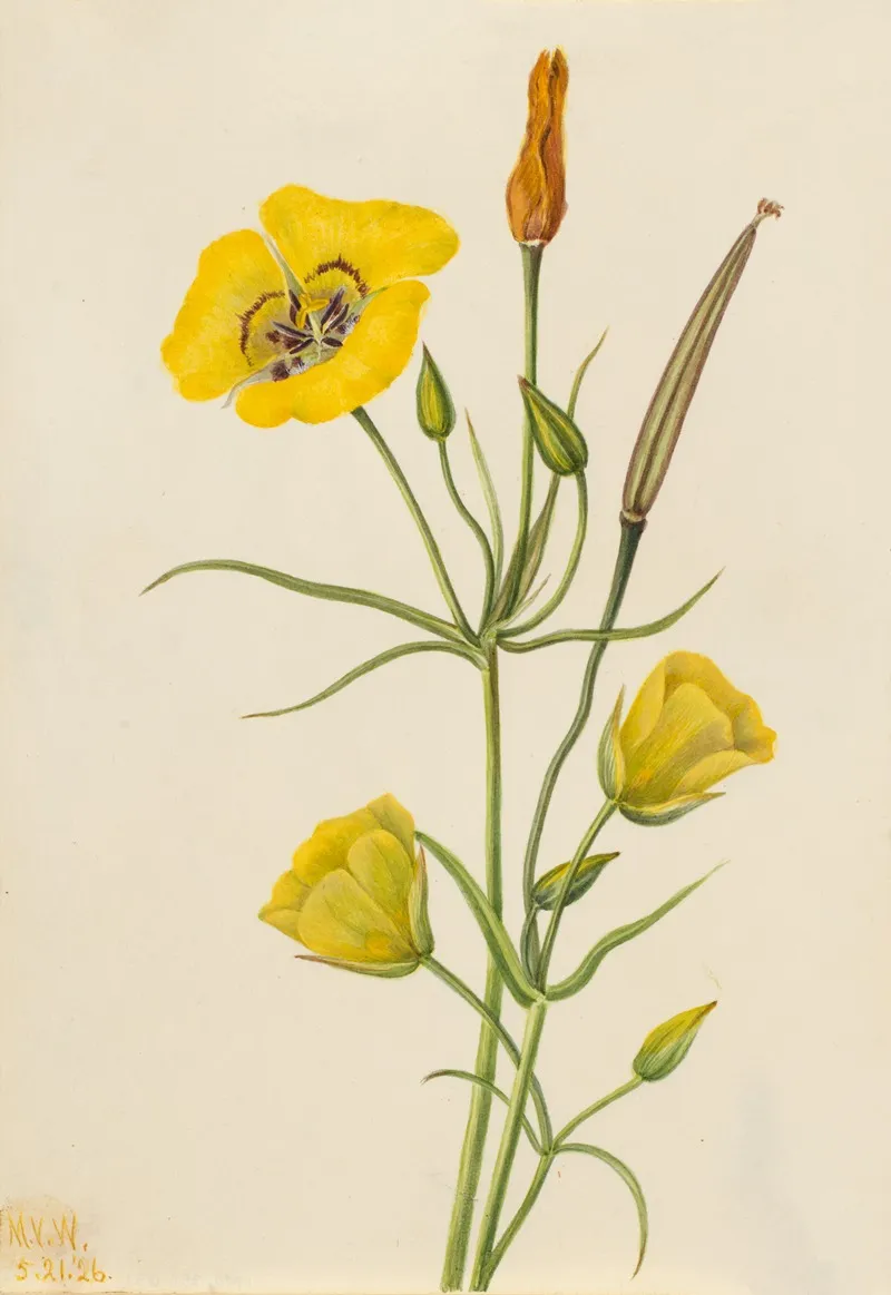 Goldenbowl Mariposa Calochortus Claratus