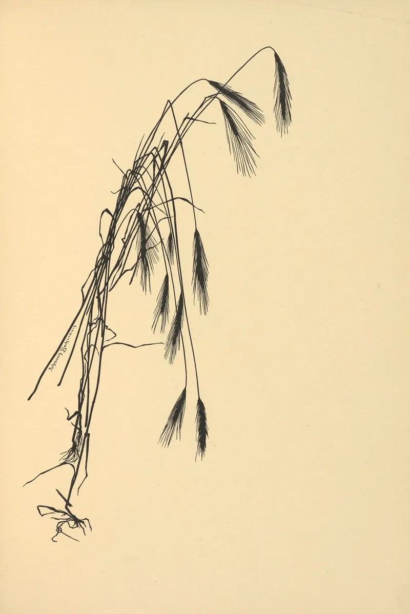 Goldene Ernte Pl 04