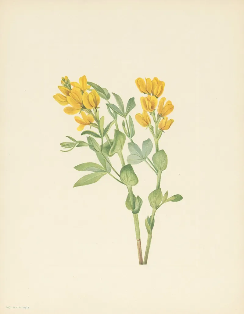 Goldenpea Thermopsis Rhombifolia 3