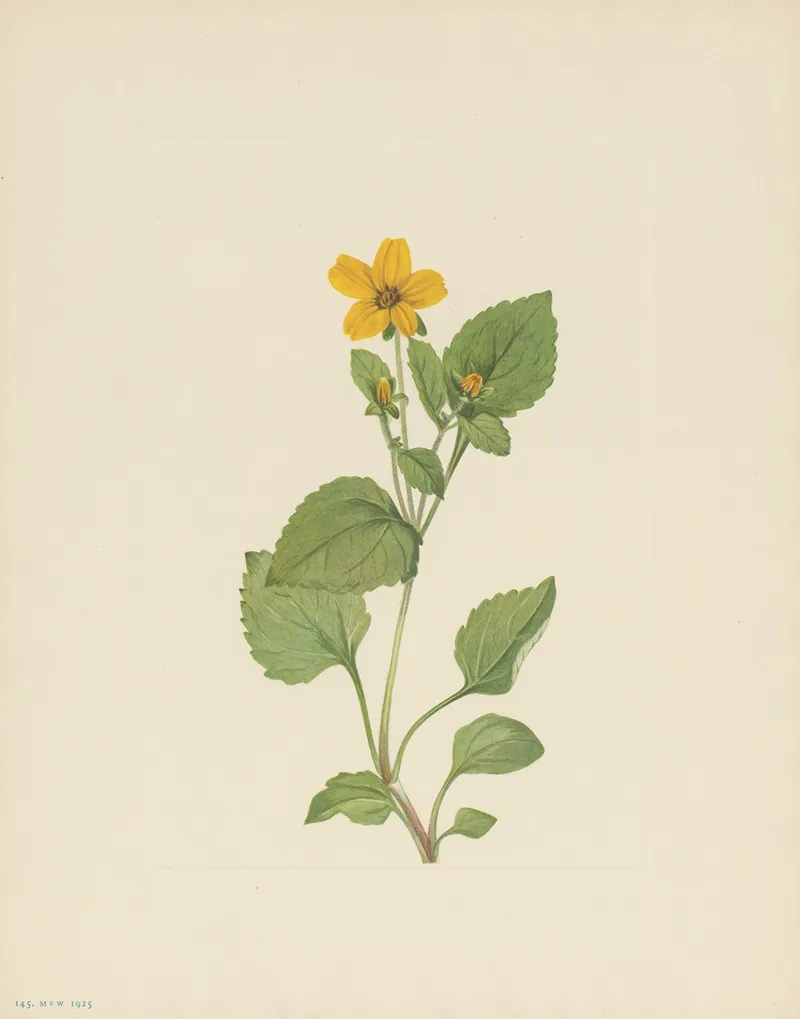 Goldenstar Chrysogonum Virginianum 2
