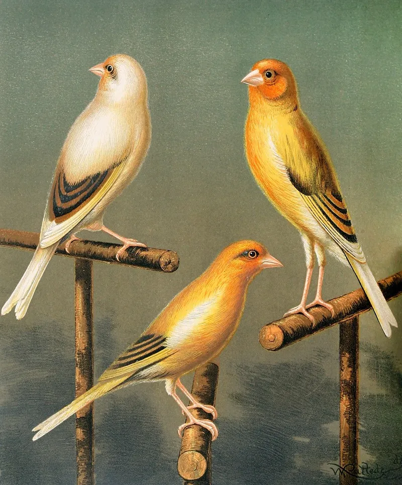 Goldfinch And Canary Mules Marked And Variegated Wall Art by W. A . Blakston - High-Resolution Digital Print
