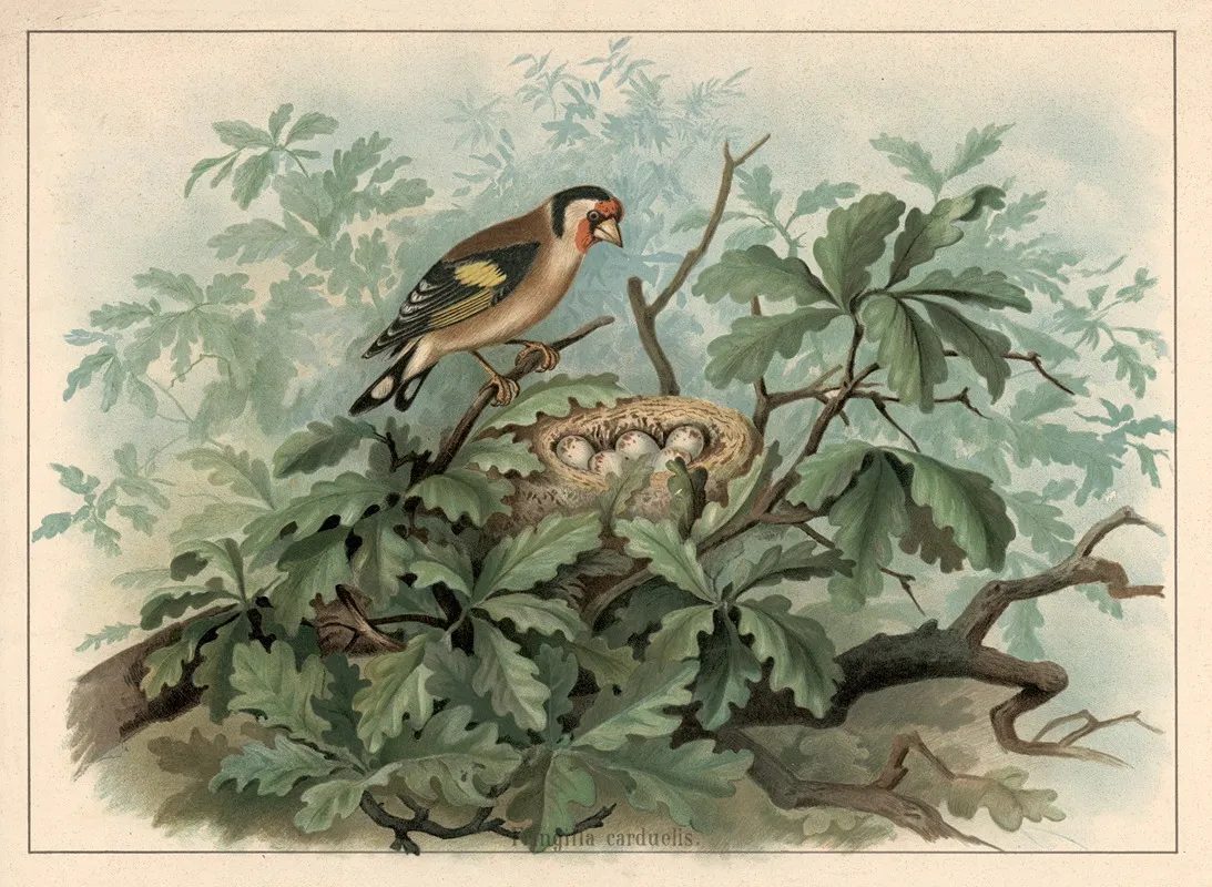 Goldfinch Fringilla Carduelis
