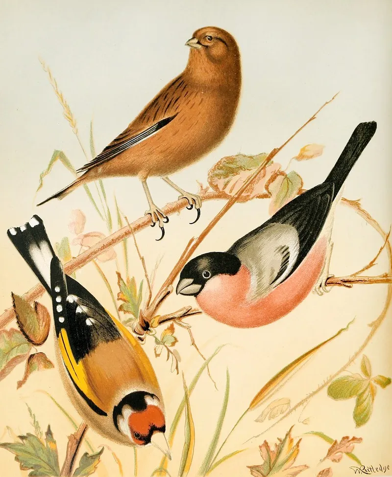 Goldfinch Linnet Bullfinch Wall Art by W. A . Blakston - High-Resolution Digital Print
