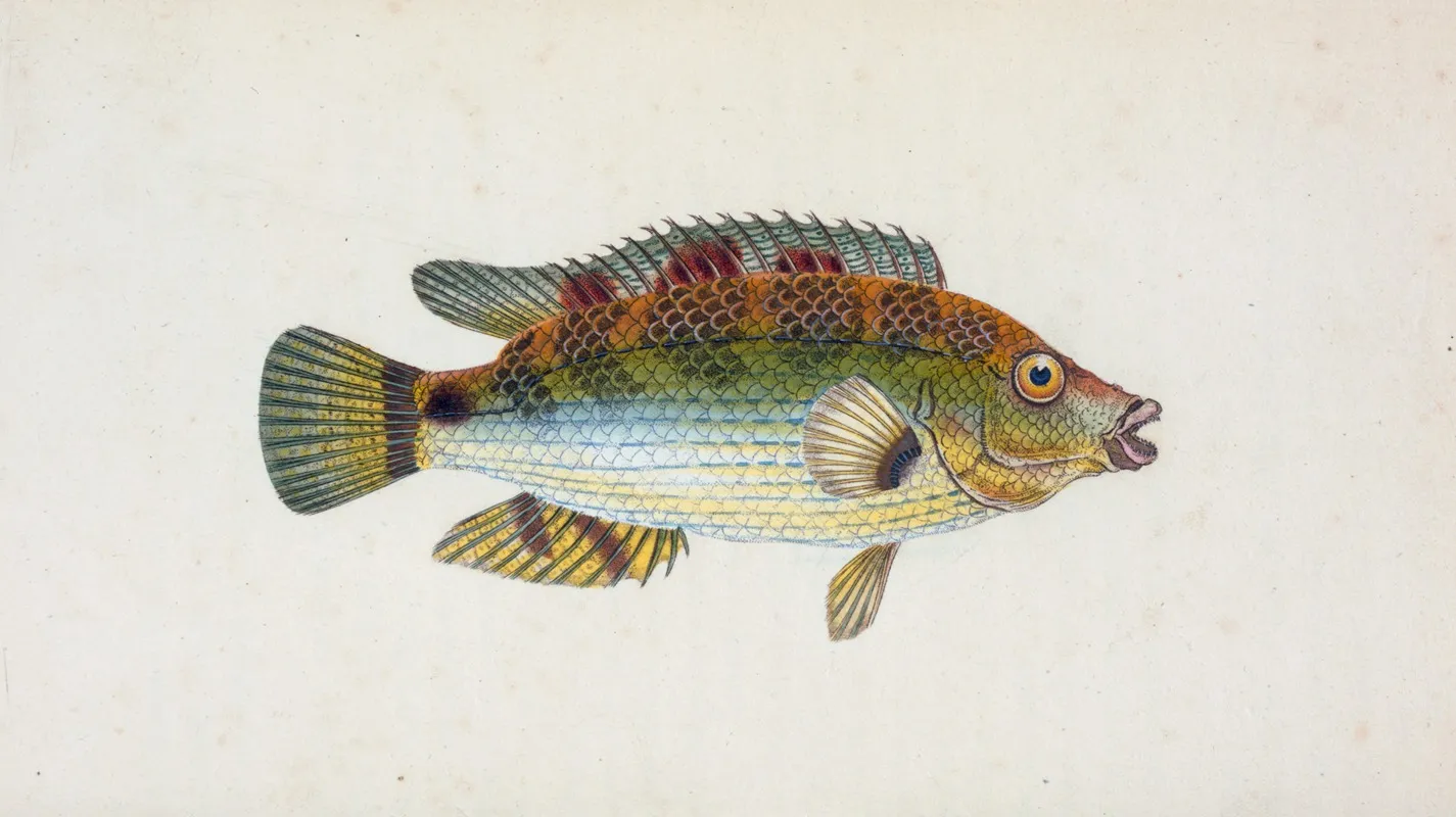 Goldfinny Labrus Cornubiensis Wall Art by Edward Donovan - High-Resolution Digital Print
