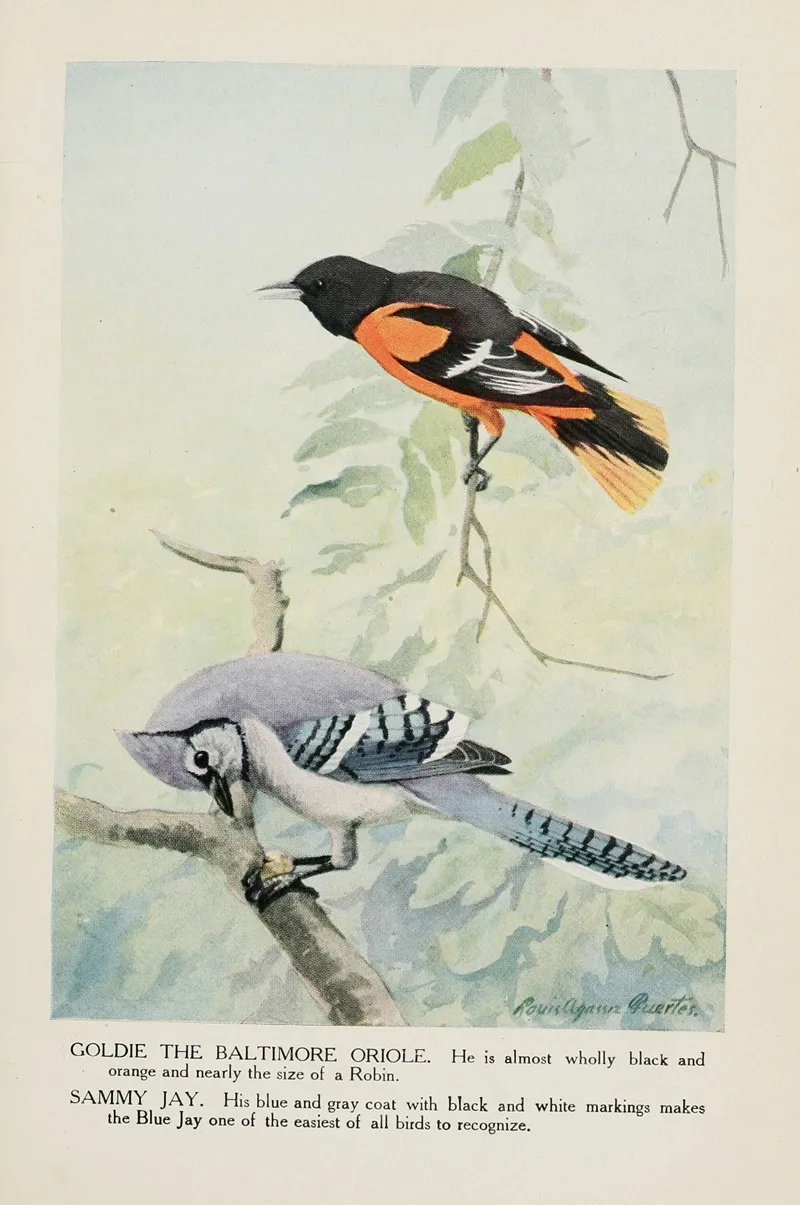 Goldie The Baltimore Oriole Sammy Jay Wall Art by Louis Agassiz Fuertes - High-Resolution Digital Print