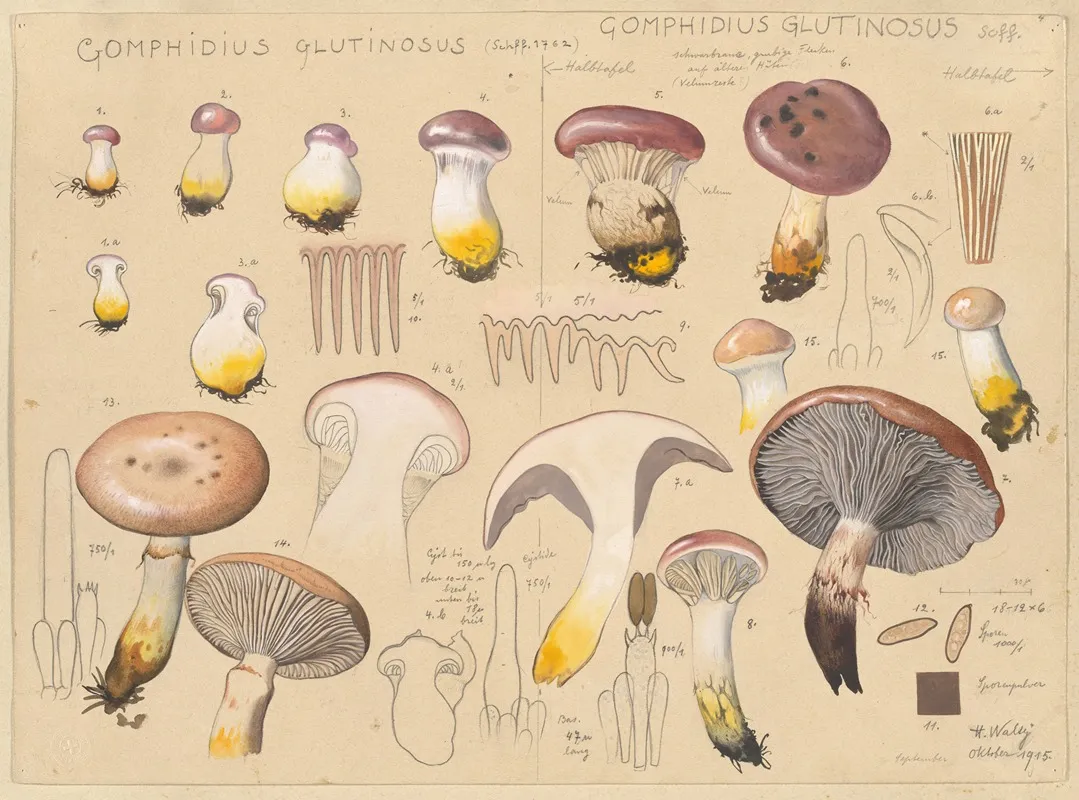 Gomphidius Glutinosus Schff 1762 Gomphidius Glutinosus Scff Wall Art by Hans Walty - High-Resolution Digital Print
