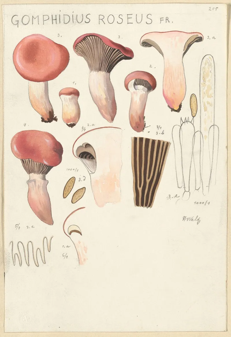 Gomphidius Roseus Wall Art by Hans Walty - High-Resolution Digital Print