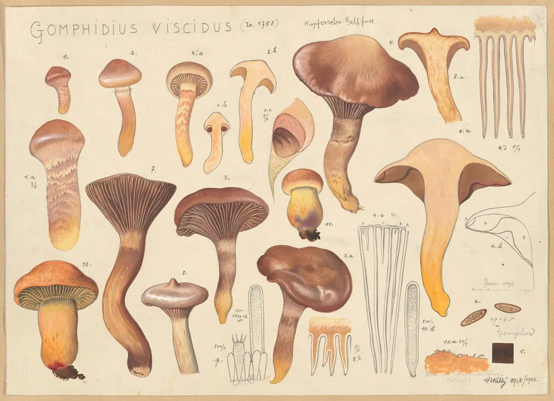 Gomphidius Viscidus L 1758 Wall Art by Hans Walty - High-Resolution Digital Print
