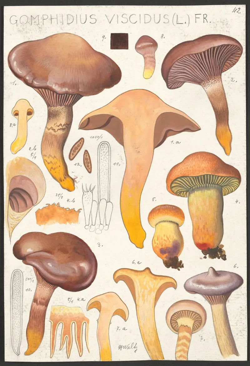 Gomphidius Viscidus L Fr Wall Art by Hans Walty - High-Resolution Digital Print