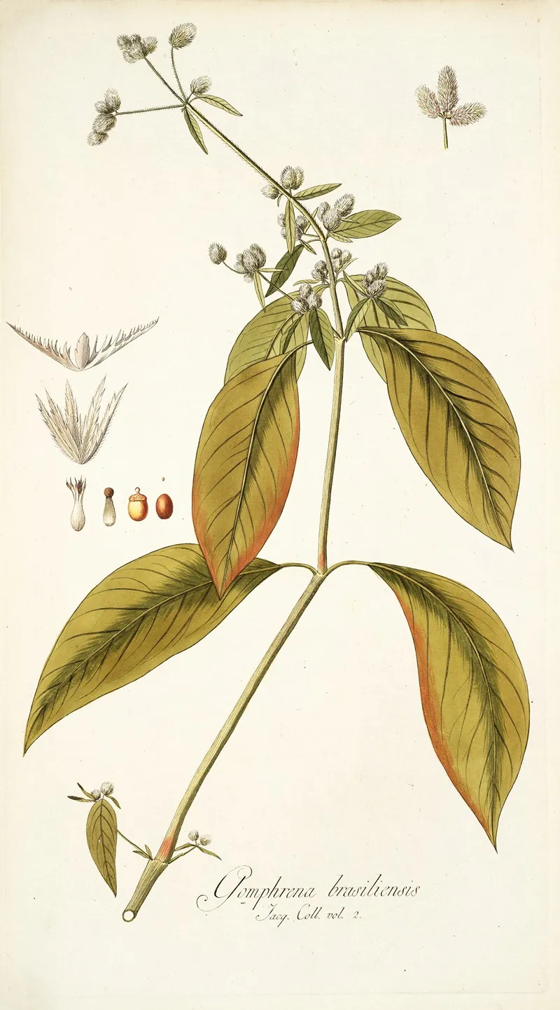 Gomphrena Brasiliensis Wall Art by Nikolaus Joseph Freiherr von Jacquin - High-Resolution Digital Print