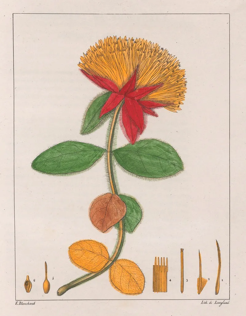Gomphrena Officinalis Wall Art by Auguste de Saint-Hilaire - High-Resolution Digital Print